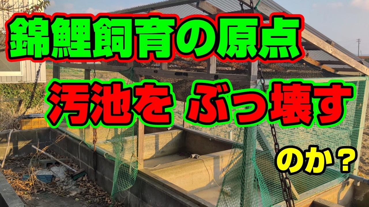 【汚池再生計画】Sokonnike錦鯉飼育の原点、汚池ぶっ壊すのか‼＃自作池＃koipond#koi＃FRP池＃生け簀＃泳ぐ宝石錦鯉#ปลาคราฟ