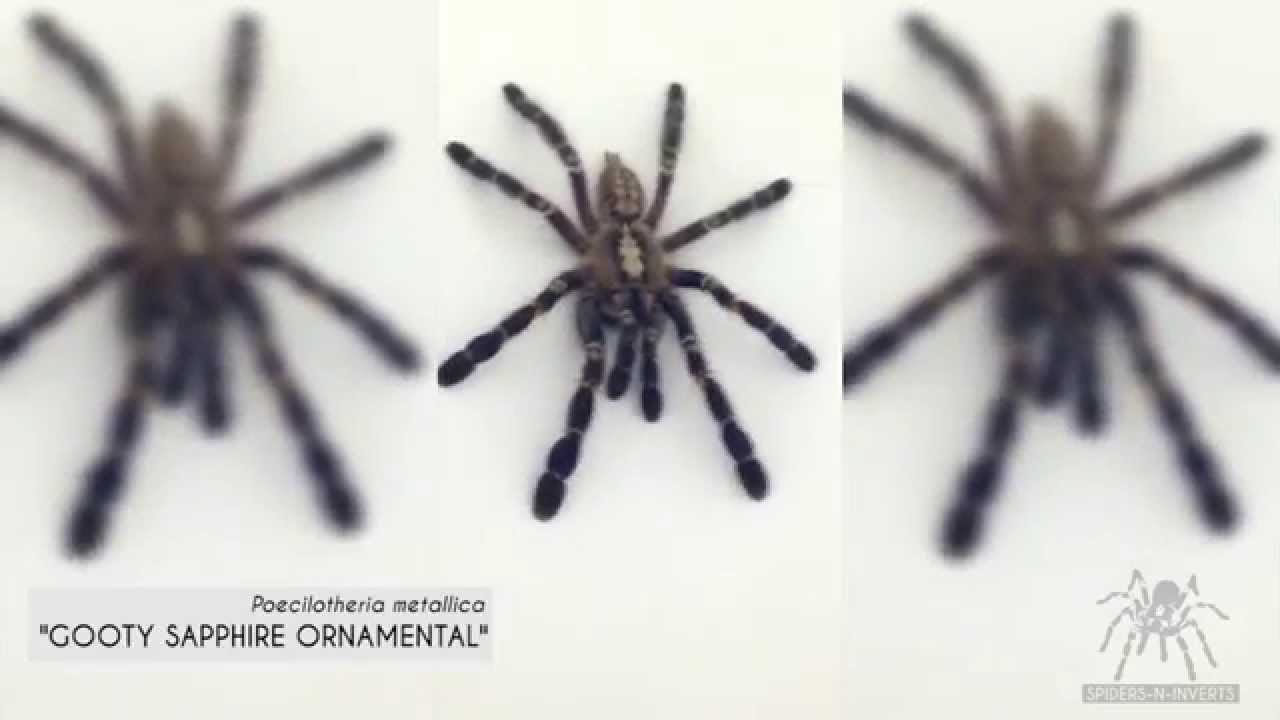 Tarantula Collection: Spiders-N-Inverts #2