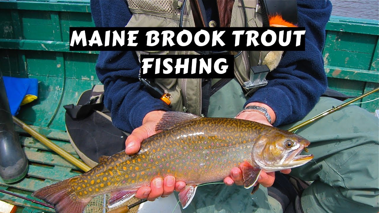 Maine Brook Trout Fishing