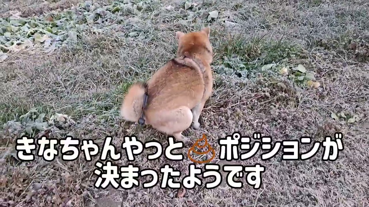 つくしの体調もかなり回復✨ご心配おかけしました🐶🙇‍♂️#柴犬#柴プー#きなつく#可愛い犬