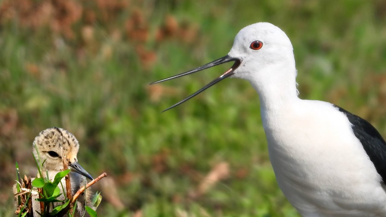 Birdwatching in giugno nel Centro Cicogne e Anatidi di Racconigi