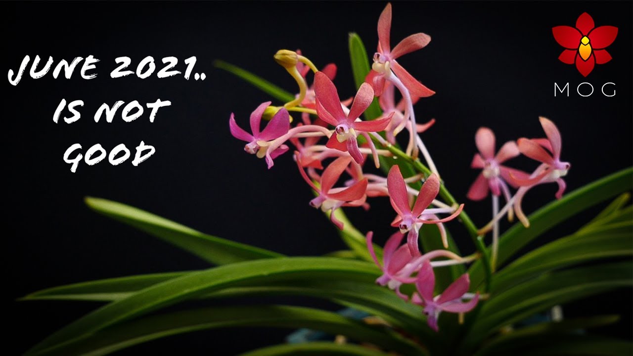 Orchids in Bloom - June 2021 | The heat wave ruined everything.. 😞