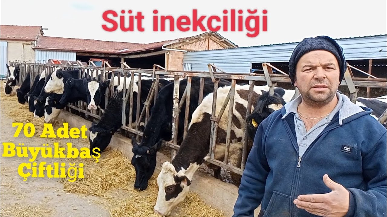 70 Adet büyükbaş hayvanı olan Zafer Uzun süt inekciliği ve besicilik yapıyor #hayvancılık #çiftlik