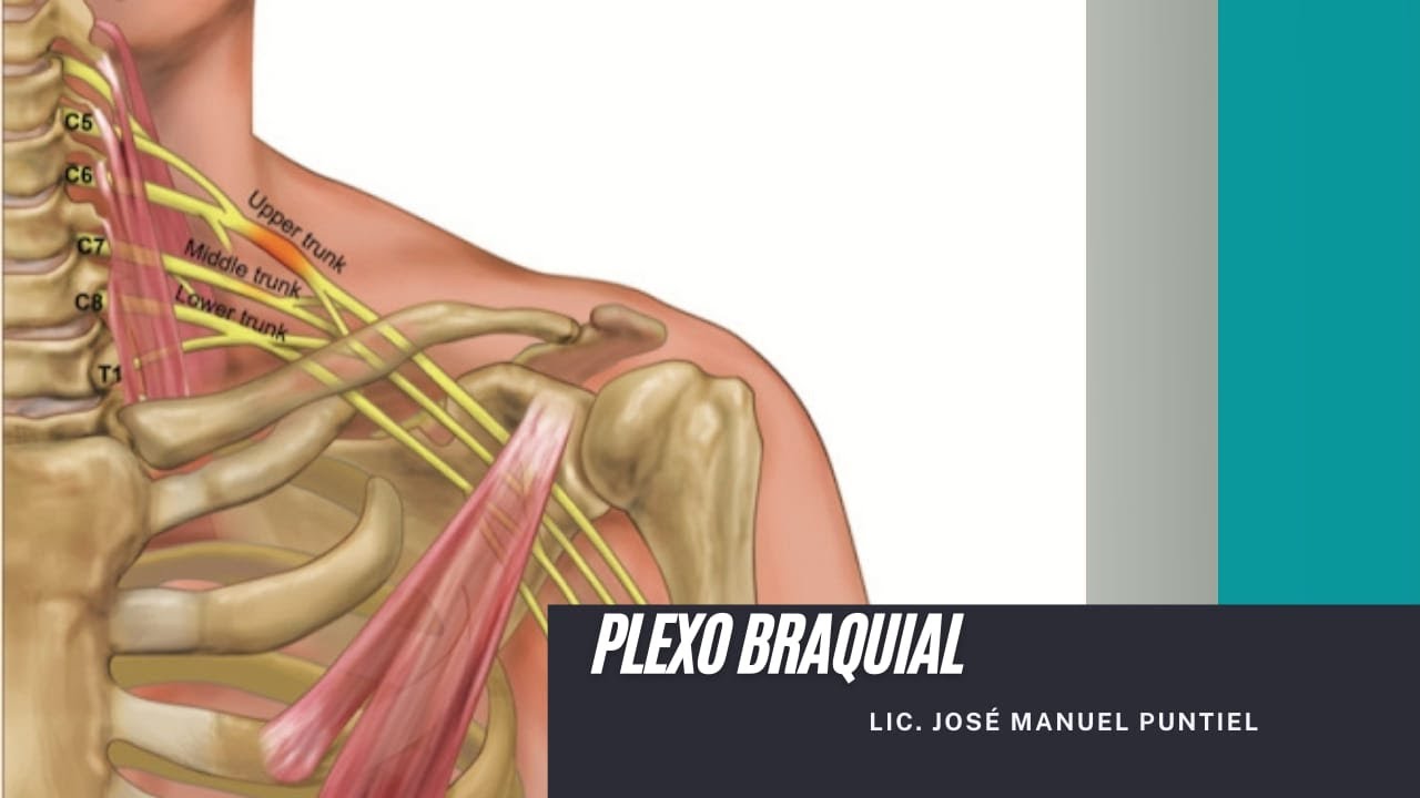 Rehabilitación del Plexo Braquial ( Ejercicios para la casa)- Fisioterapia RD.