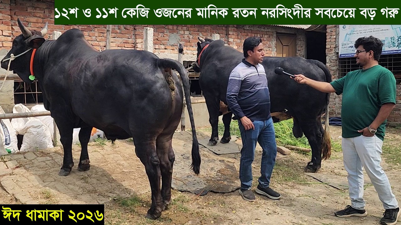 2026 ঈদে ১২০০ ও ১১০০ কেজি ওজনের মানিক রতন নরসিংদীর সবচেয়ে বড় গরু দাম সহ বিস্তারিত জানুন Cow price