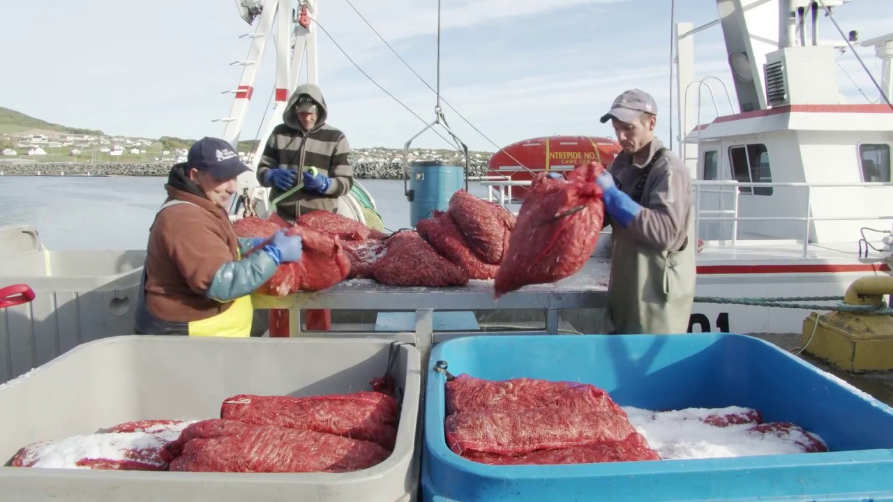 Vivre de la mer : Pêche de la crevette nordique