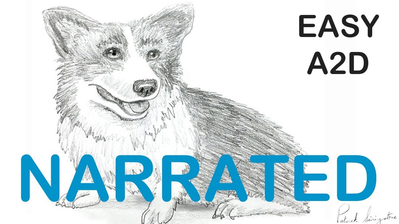 How to draw a Corgi dog (NARRATED) step by step