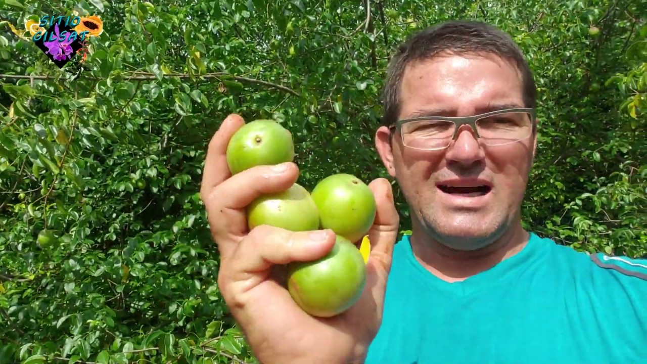 FRUTA DO SERTÃO (UMBU GIGANTE) #CultivodePlantas