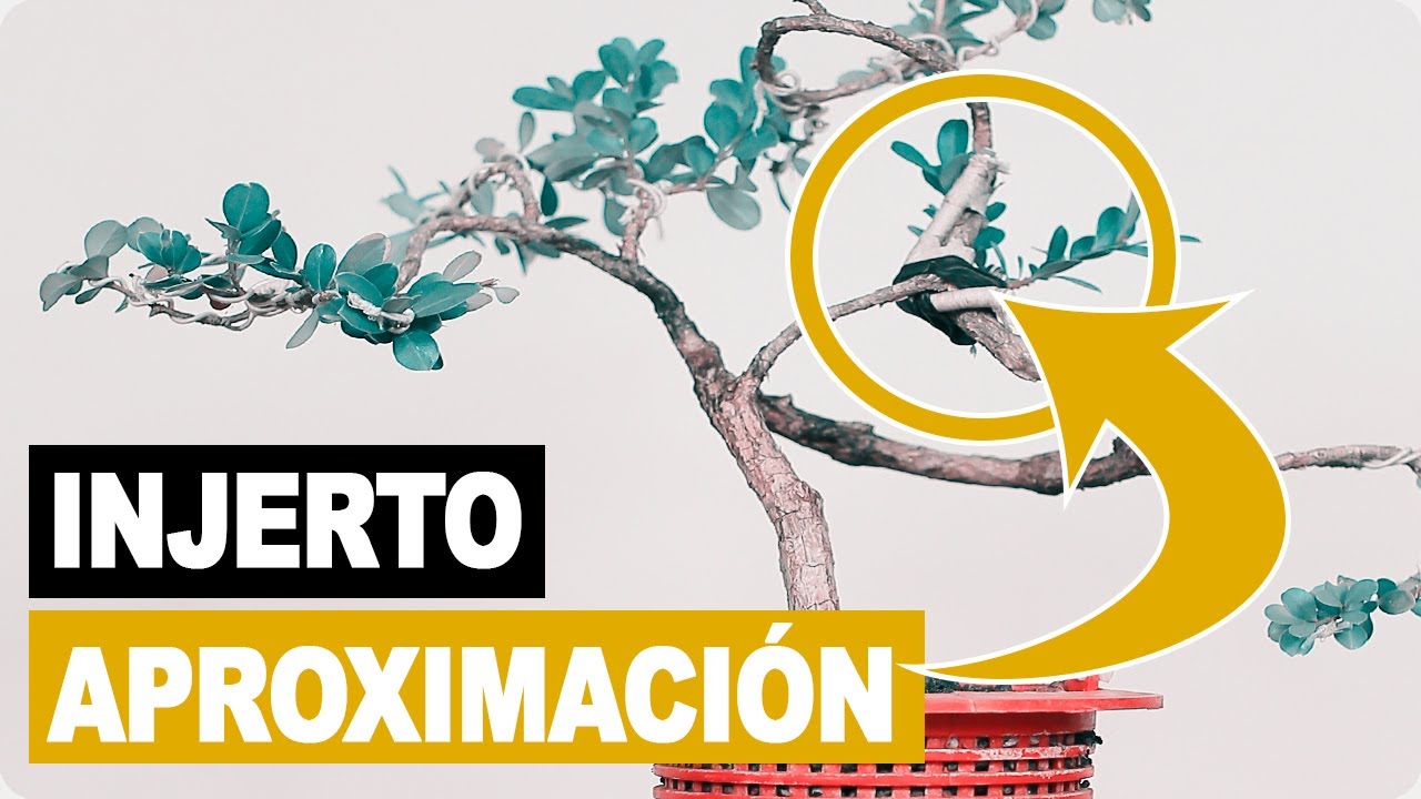 ¿Cuándo cortar un Injerto por Aproximación?