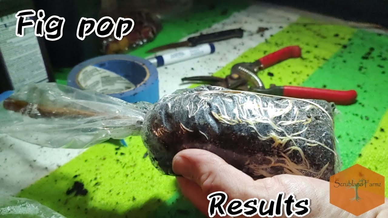 Fig Pop Results