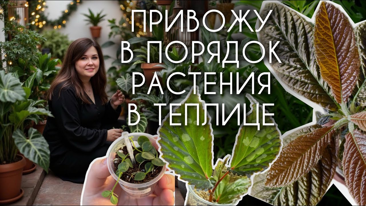 Режу бегонии, пересаживаю ардизии, оформляю дисхидии