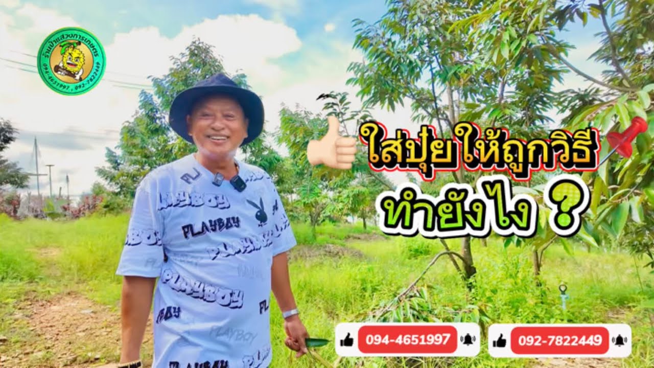 EP 557 | 📌 ใส่ปุ๋ยให้ถูกวิธี‼️ ฟื้นฟูต้น”ให้สมบูรณ์ “ ควรปฏิบัติตามขั้นตอน“#สูตรป๋าแสวงการเกษตร