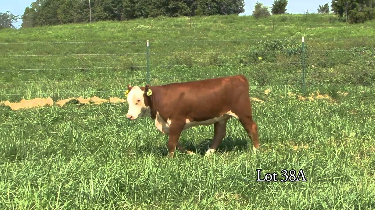 Journagan: Lot 38A