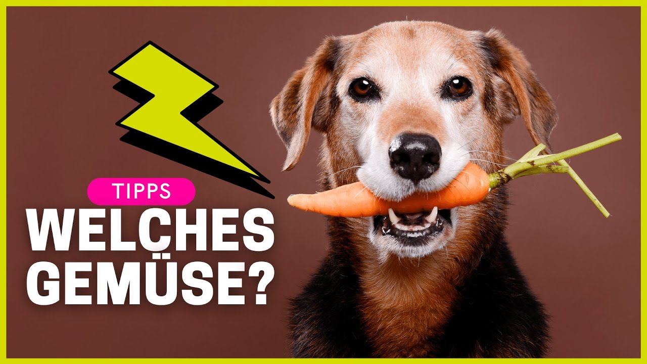 Welches Gemüse dürfen Hunde essen (und welches niemals) ?