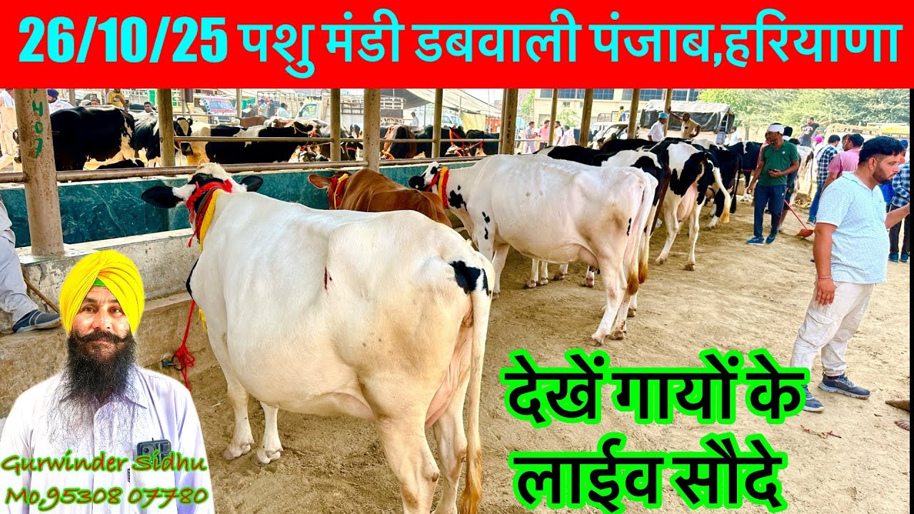 26/10/25 पशु मंडी डबवाली में देखें लाईव गायों के सौदे Pashu Mandi Dabwali Punjab,Haryana 