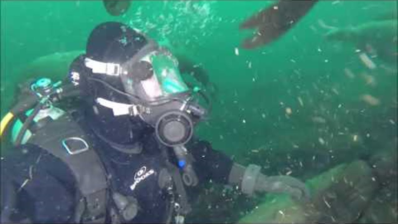 Diving with Sea Lions || ViralHog