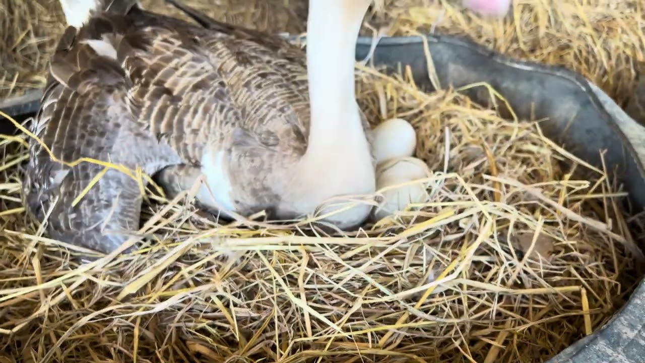 Checking Mother goose care eggs 