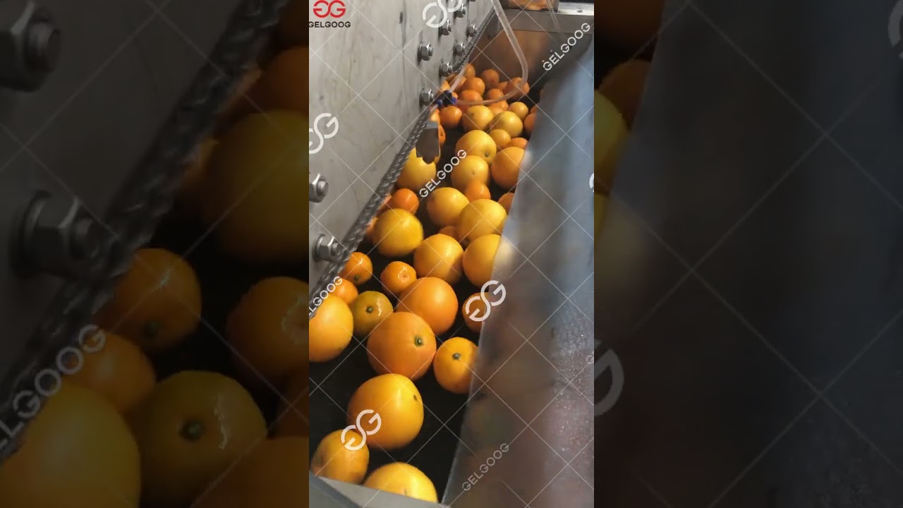 Industrial Use Citrus Fruit Washing Waxing Machine #washing #waxing