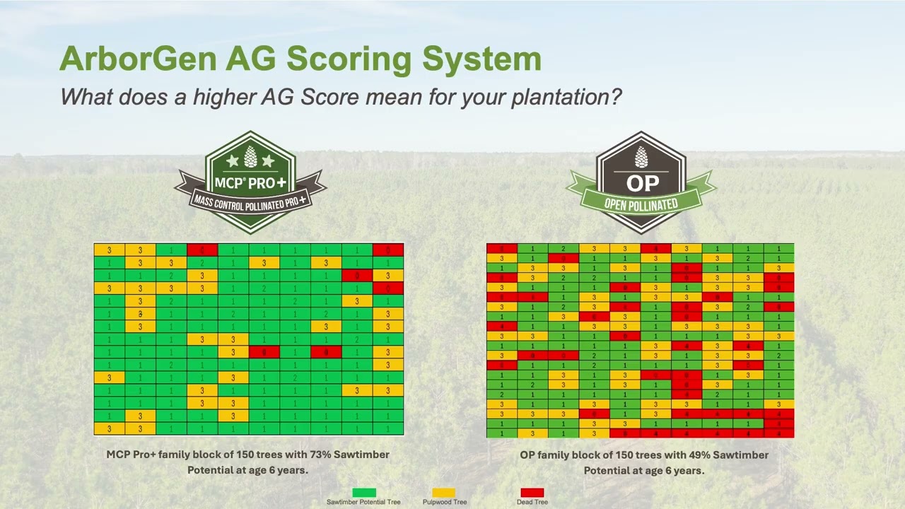 AG Score Explained: Simplifying Pine Genetics for Smarter Planting Decisions
