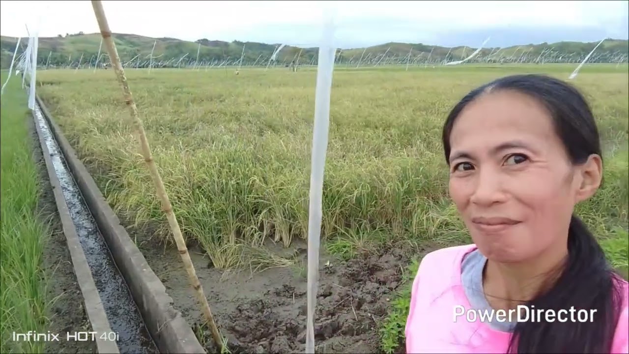  hi po pa supposed ? cgnan niyu po punta ako sa danaw