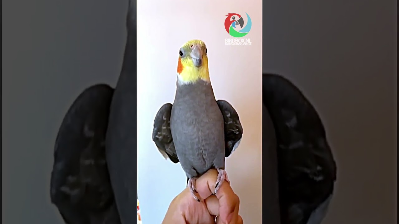 #FUNNY PARROTS Cockatiel singing perfect! 💔🦜🦜😂😂💔👌💔😋🦜🦜💔