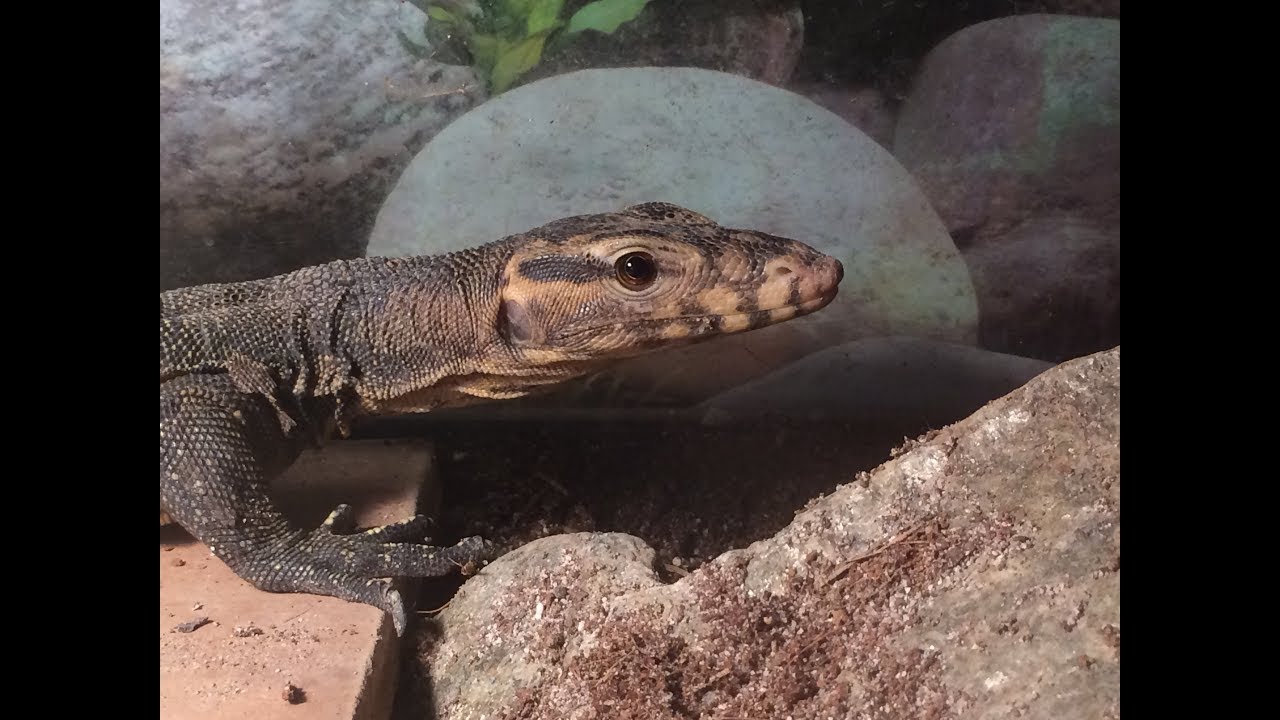 221B Reptiles: 