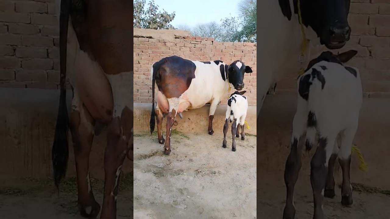 farizan chulstani cross cow for sale| #apnapunjabtv #frizancow