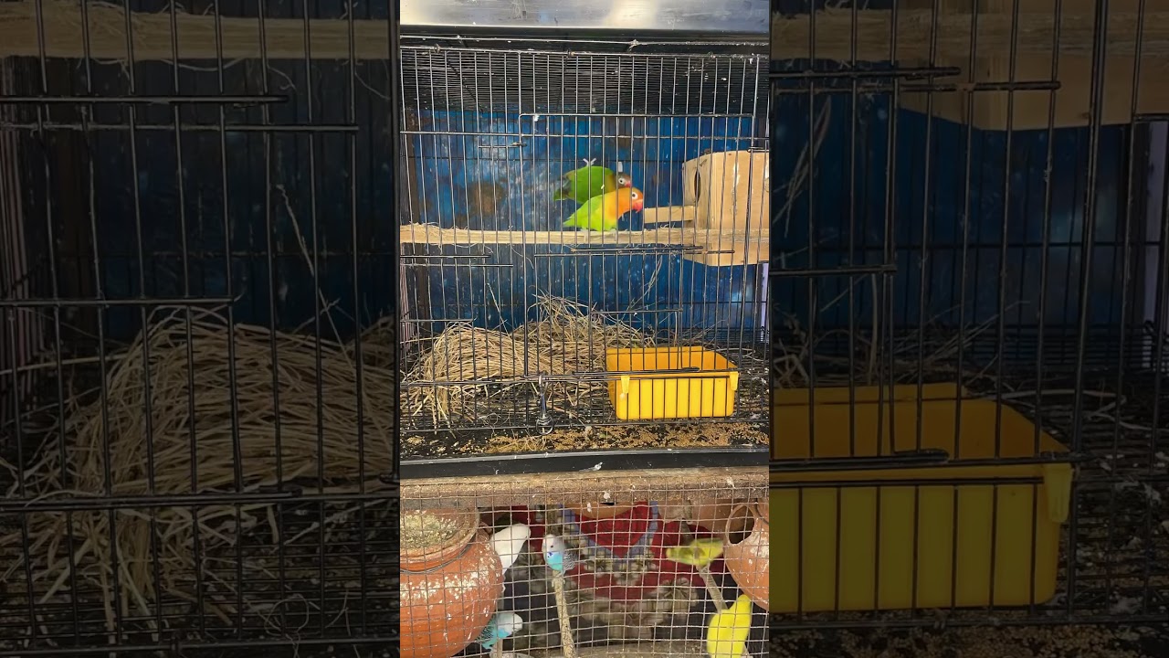 One subscribe please l best nesting material for love birds dry grass #bidar #yuotubeshorts #shorts