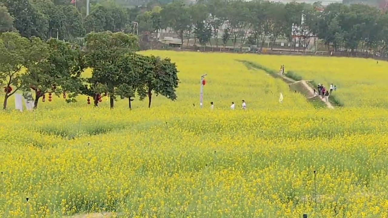 深圳歡樂田園看油菜花