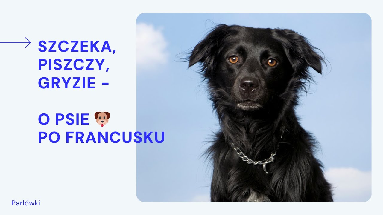 Francuskie słownictwo. Pies 🐶