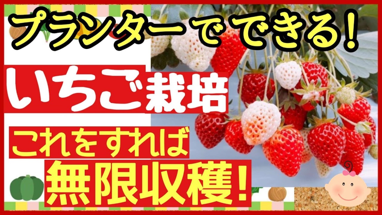イチゴを何倍にもする！最強の鉢・プランター栽培【イチゴの育て方】～初心者・家庭菜園～