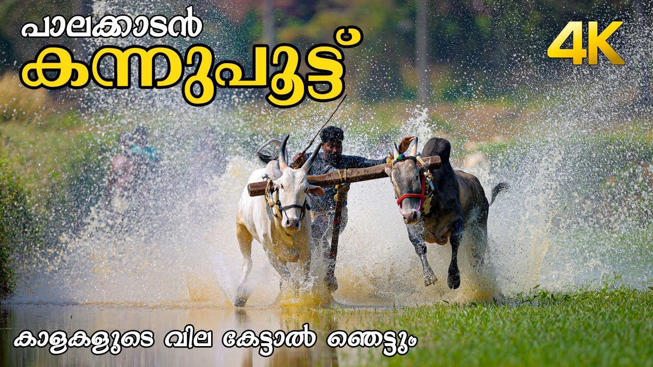 കന്നുപൂട്ട് കാളകളുടെ വില കേട്ടാൽ ഞെട്ടും !!! 4K