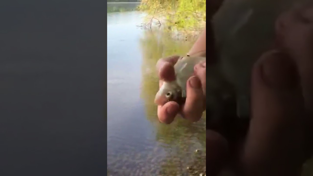 Рыбалка🎣 на Bahnheim See 2024.г #釣魚 #fishing #p&ecirc;che #рыбалка #рыбка #rhein #see #shots #video #лещь