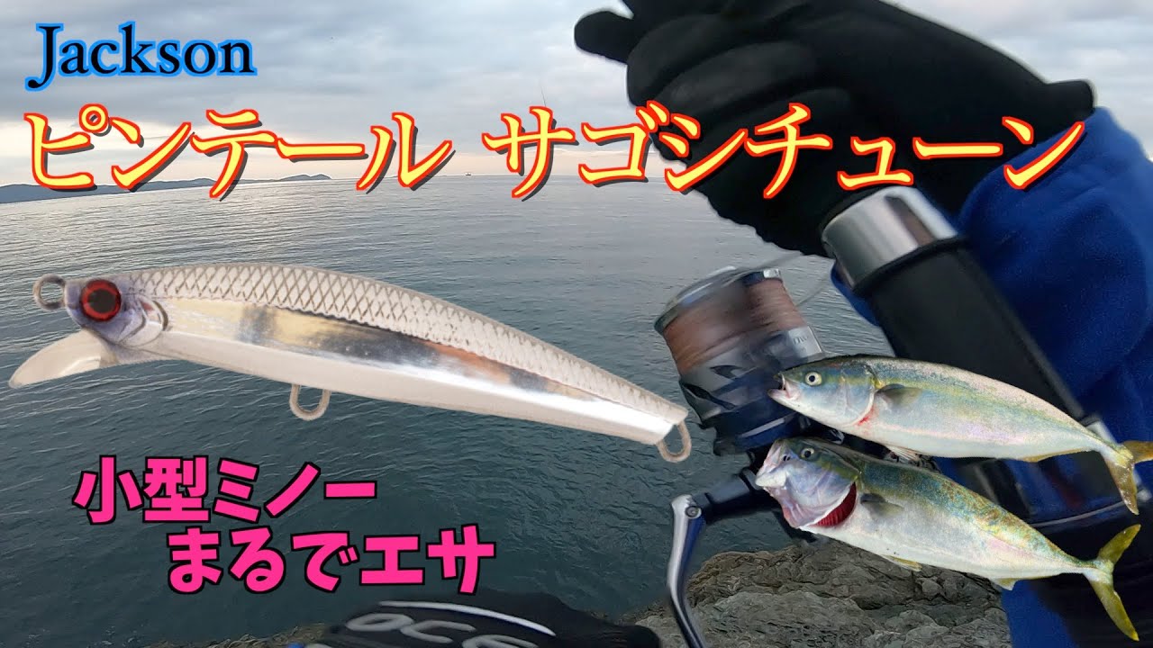 【ショアプラッキング】ピンテール　サゴシチューンで爆釣!?