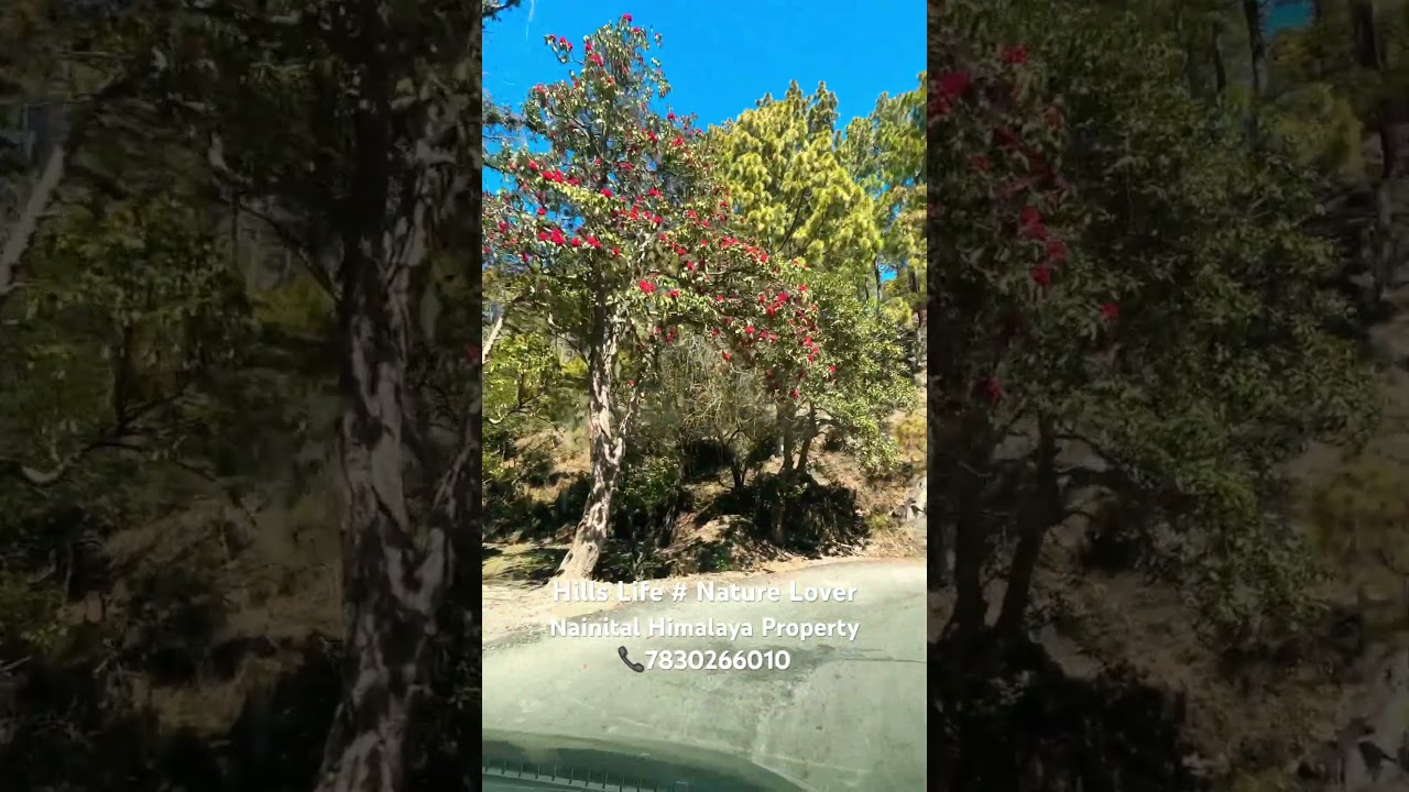 #beautiful #hills #hillstation #lifestyle #naturelovers #viralvideo #viralshorts #Nainital #almora