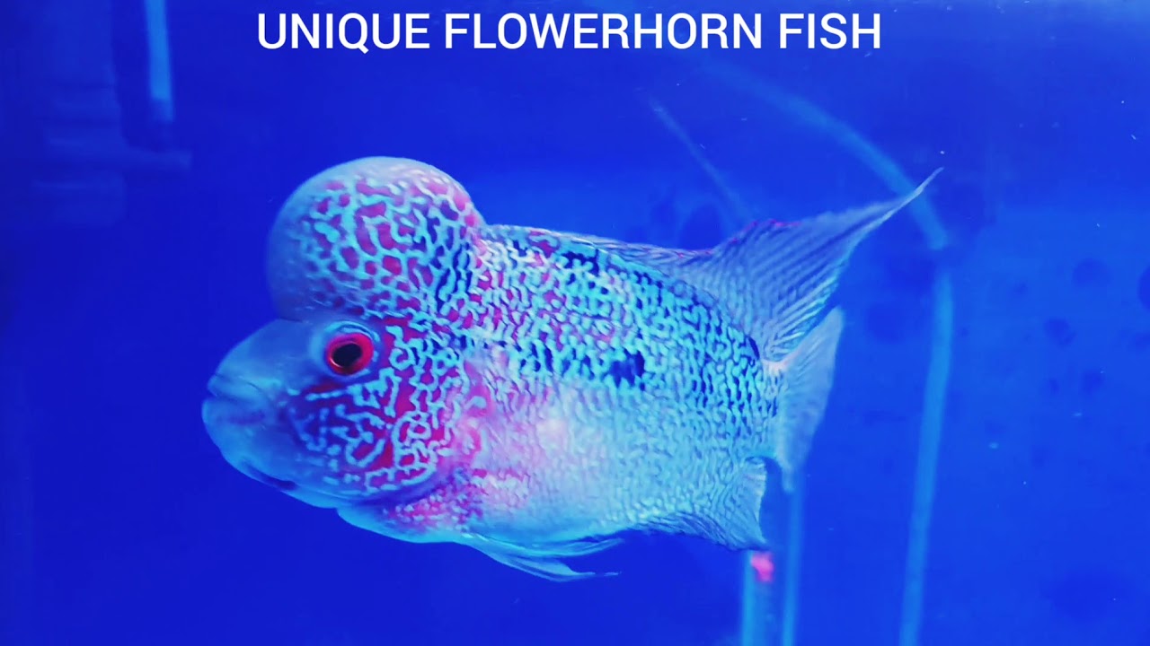 AAA + Quality Magma flowerhorn Fish.