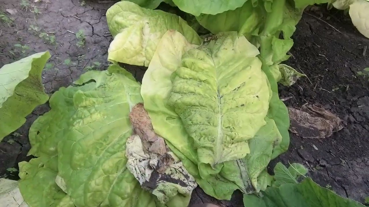 как растет Burley 9