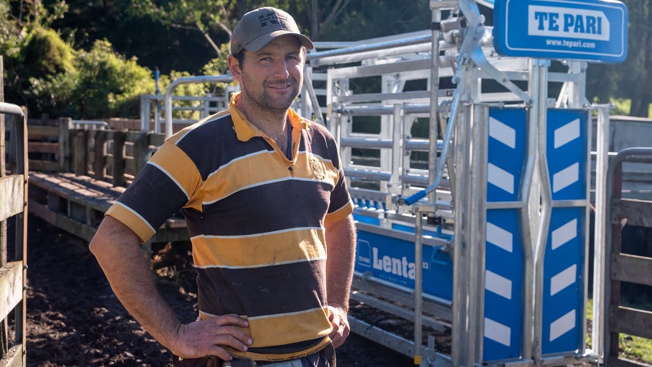 Working the new Lenta MX3 Cattle Crush | Kiwi Farmer