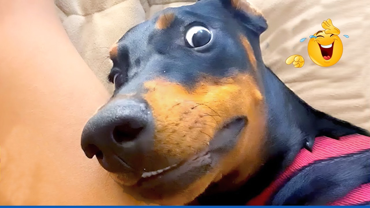 You Can’t Stop Laughing At These Pets 🤣 Funny Pets Compilation 🐾https://youtu.be/CiK7PsRoiO8