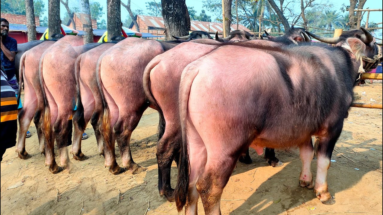 ১৫/১/২৫/হঠাৎ করে বৃদ্ধি হল মহিষের দাম, মহিষের দাম জানুন পাঁচবিবির হাট থেকে।