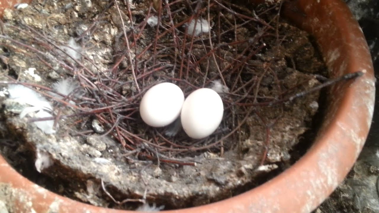 Pigeons Nesting on Balcony