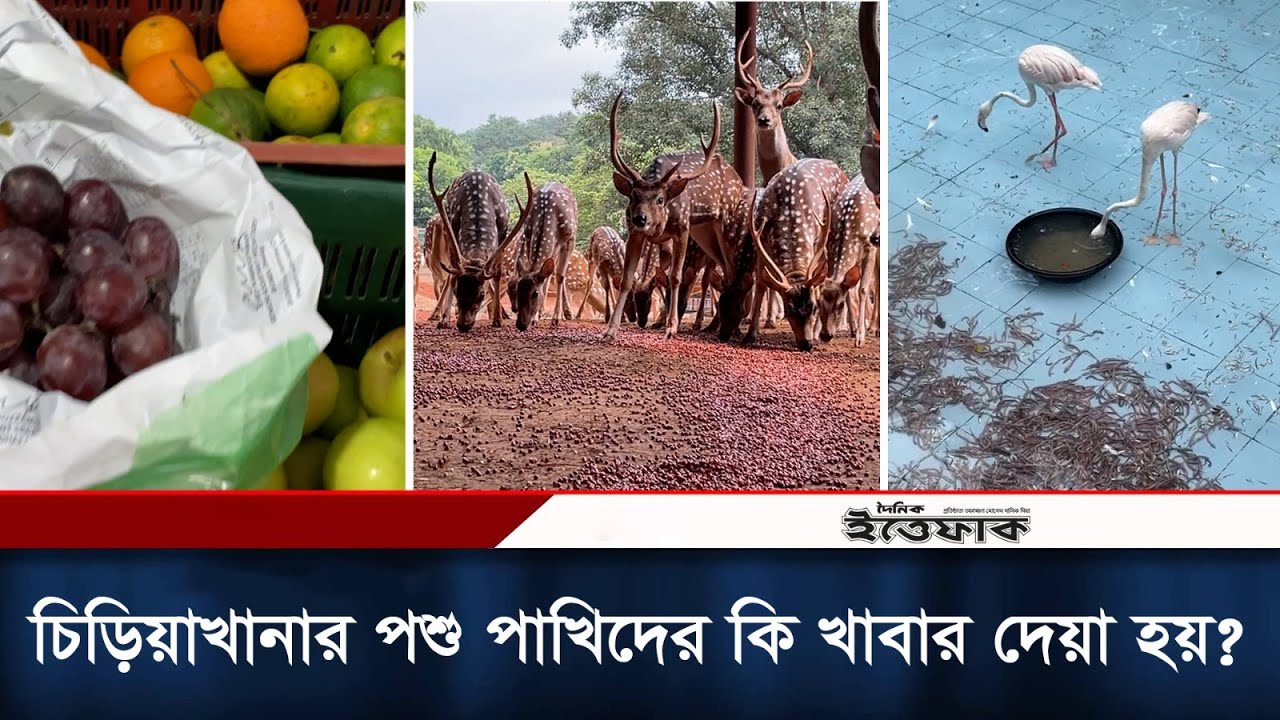 চিড়িয়াখানার পশু পাখিদের কি খাবার দেয়া হয় | Feeding Birds & Animal | Bangladesh National Zoo