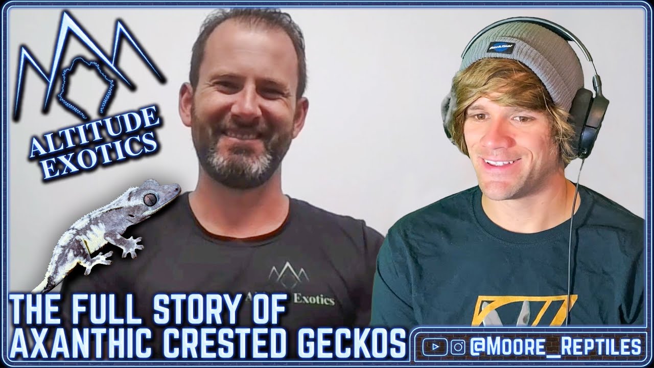 FULL History Of Axanthic Crested Geckos With Brian Butler!