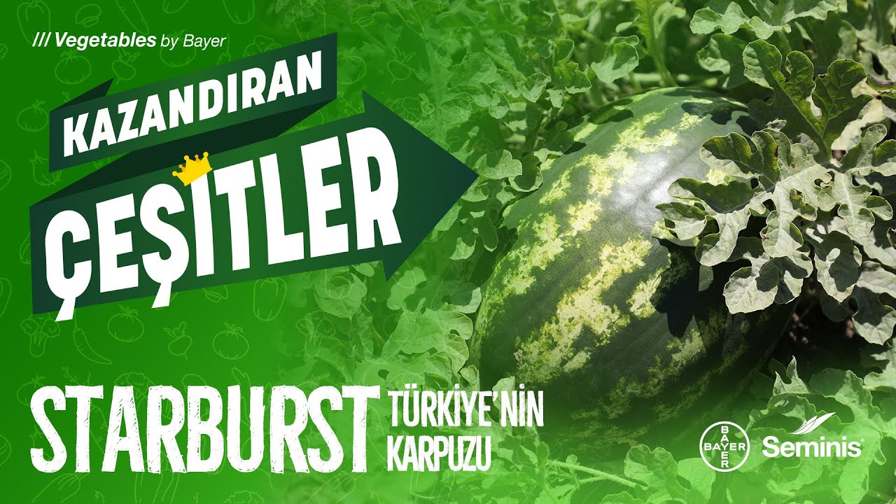 Kazandıran Çeşitler: Starburst Türkiye’nin Karpuzu