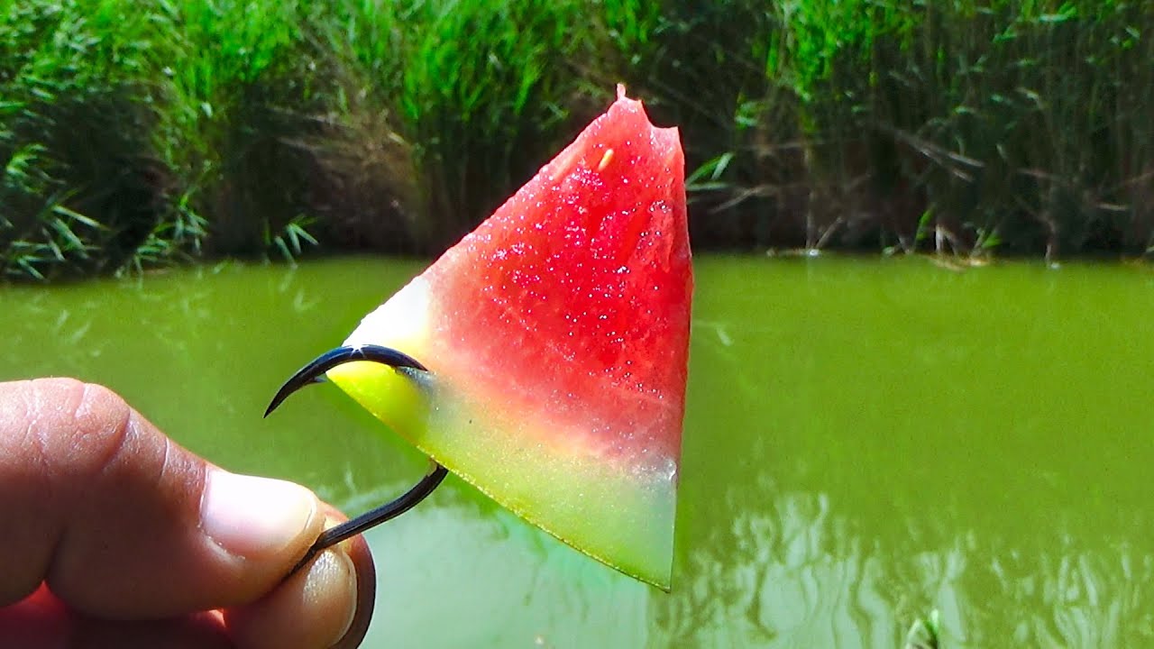 Pescuit la pluta cu pepene 🍉