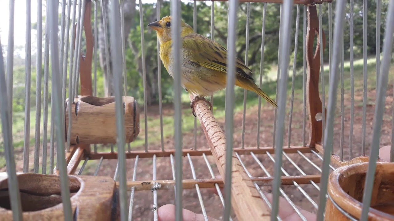 CANARIO 