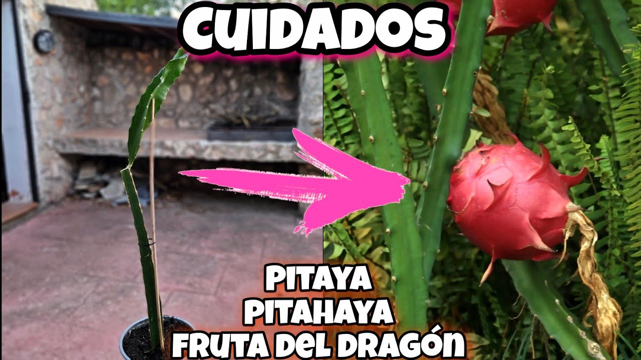 Cuida tu PLANTA de Pitaya ASI y tendrás frutos pronto! Cuidados de la pitahaya o fruta del dragón