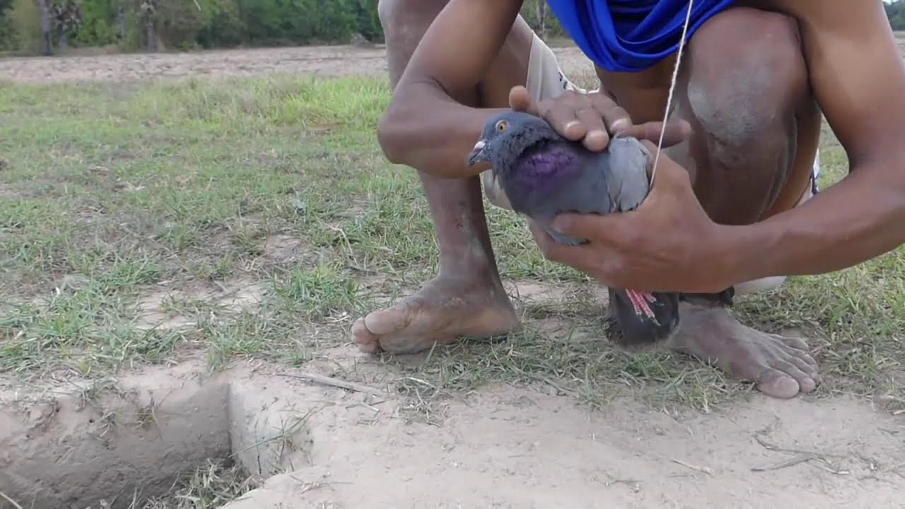 Building Easy Parrot Trap Make From BHAESAJ - Technology Parrot Trap