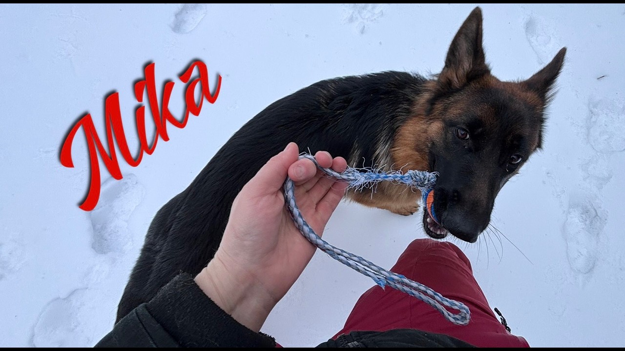 10 Month old German Shepherd Mika Gears Up For Her New Family by Learning Fundamentals!!