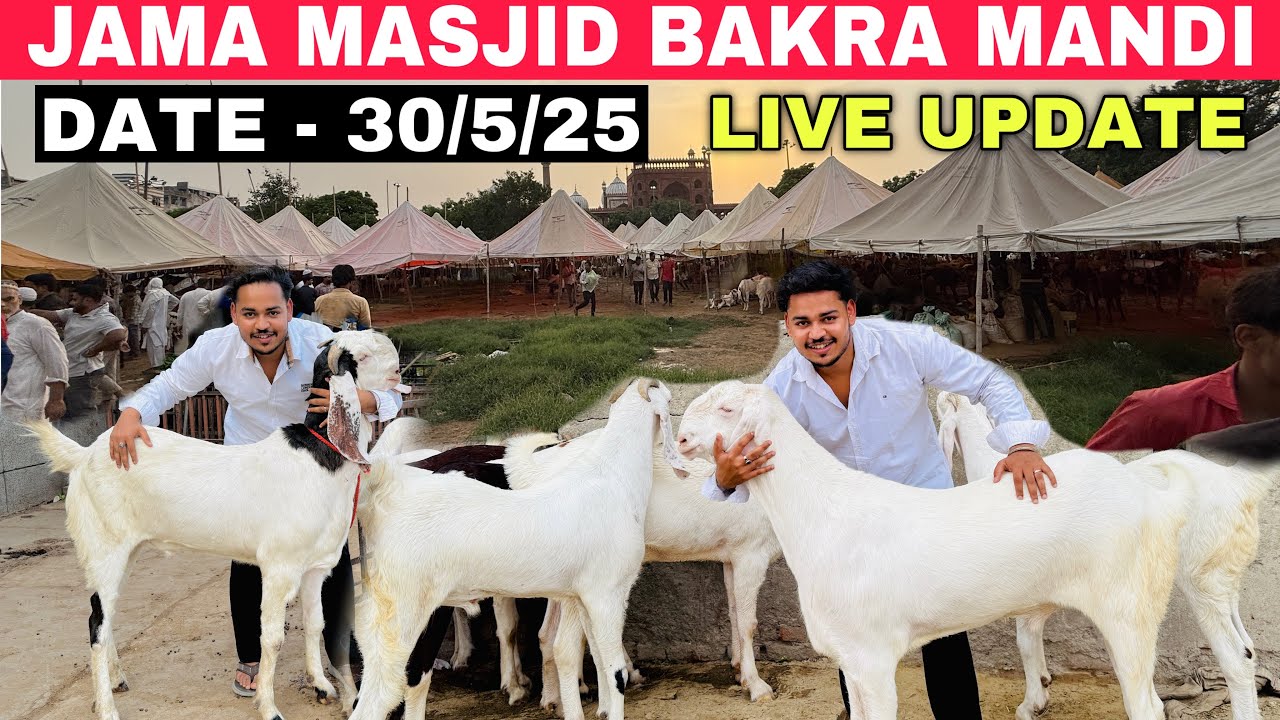 JAMA MASJID BAKRA MANDI 2025 LATEST UPDATE | BAKRA MANDI DELHI | DELHI BAKRA MANDI 2025